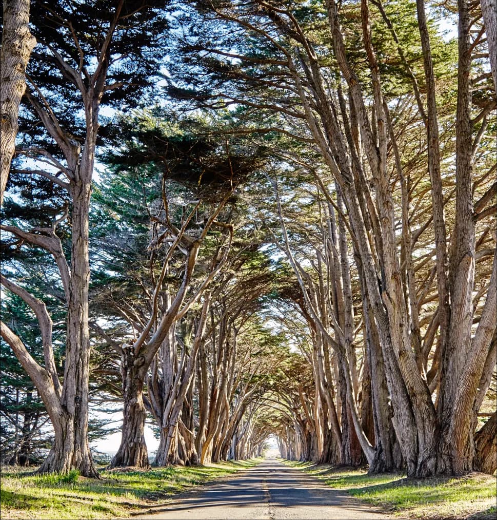 Mature trees line a walking path and bend overhead, providing shade on a sunny day