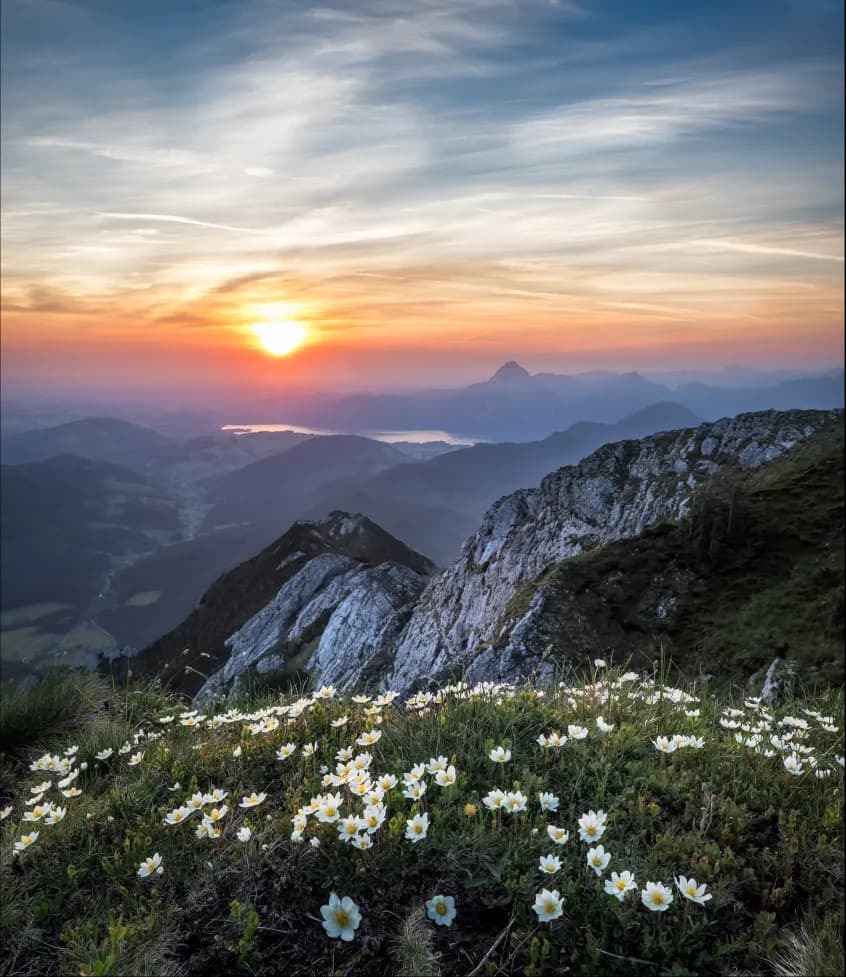 Sunset over a mountain ridge with white wildflowers in the foreground